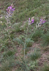 Astragalus varius