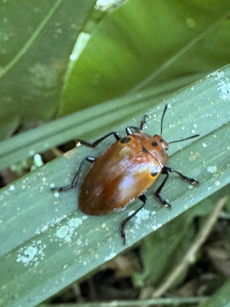 Iphiclus humeropictus