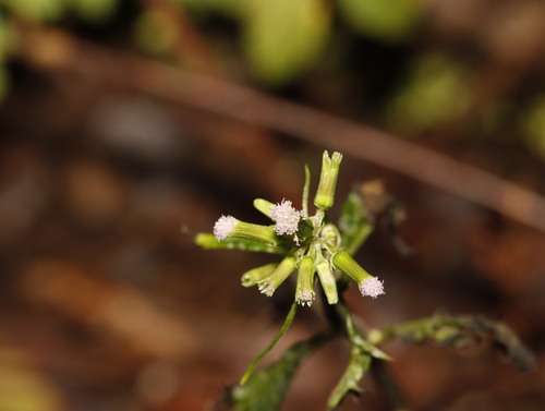 Erechtites valerianifolius observed 2025-12-15