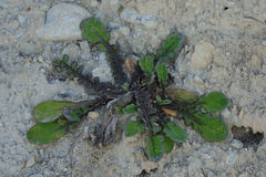 Sonchus novae-zelandiae