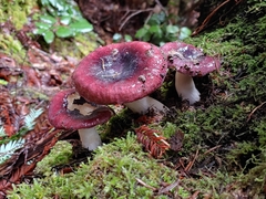 Russula murrillii