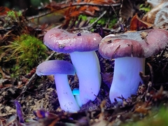 Russula murrillii