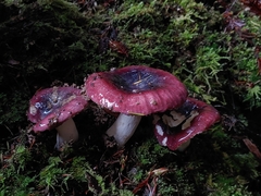 Russula murrillii