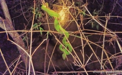 Trimeresurus insularis