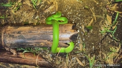 Trimeresurus insularis