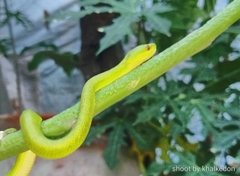Trimeresurus insularis
