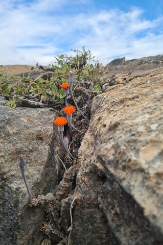 Kleinia saginata