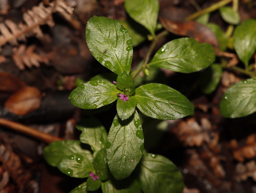 Cuphea carthagenensis observed 2025-12-15