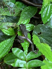 Pristimantis parvillus