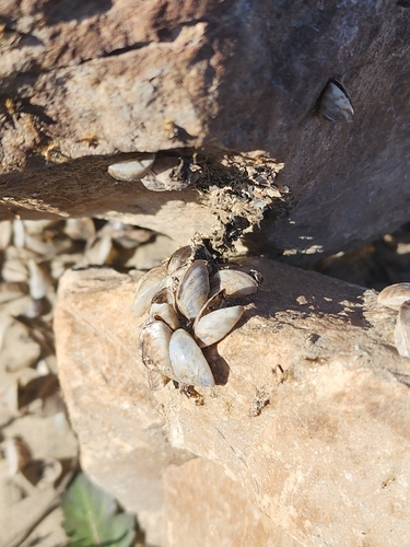 Dreissena polymorpha