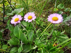 Erigeron thunbergii