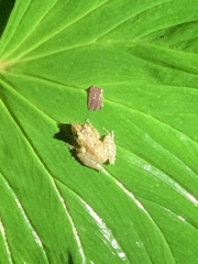 Pristimantis appendiculatus