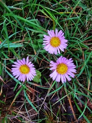 Erigeron thunbergii