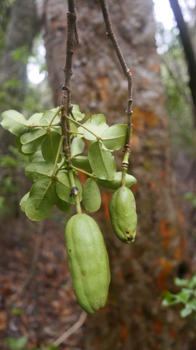 Thilachium sumangui image