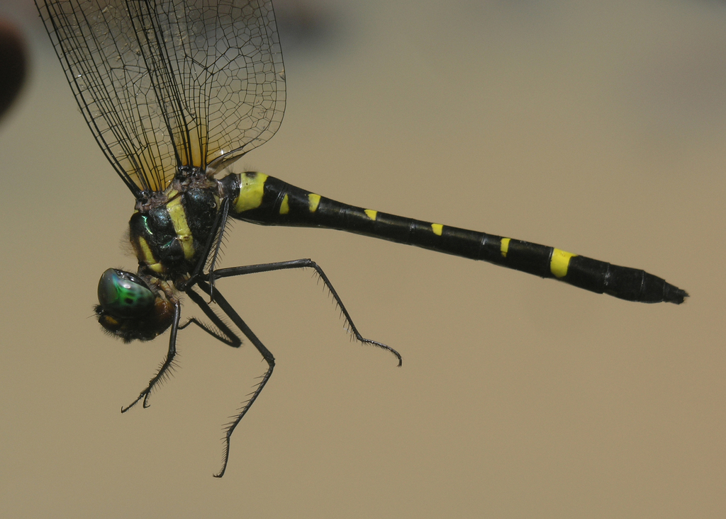 Macromia septima