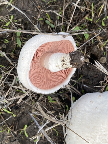 iNaturalist observation photo of Meadow Mushroom