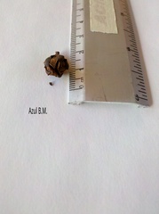 Lindleya mespiloides