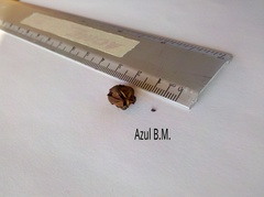 Lindleya mespiloides