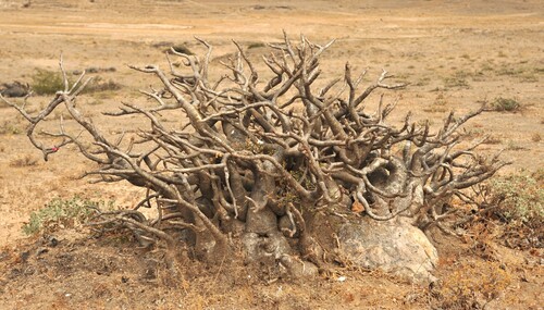 Adenium dhofarense