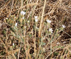 Frankenia pauciflora