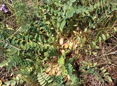 Astragalus wolgensis