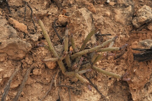Kleinia odora