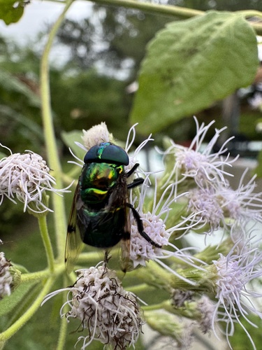 Unknown species found near NW 17th St, Miami, FL, US
