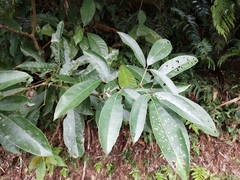 Turpinia ternata