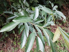 Turpinia ternata