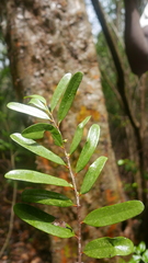 Cinnamosma fragrans image