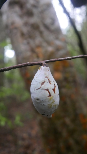 Canellaceae image