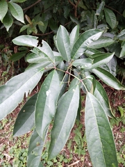 Turpinia ternata