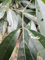Turpinia ternata
