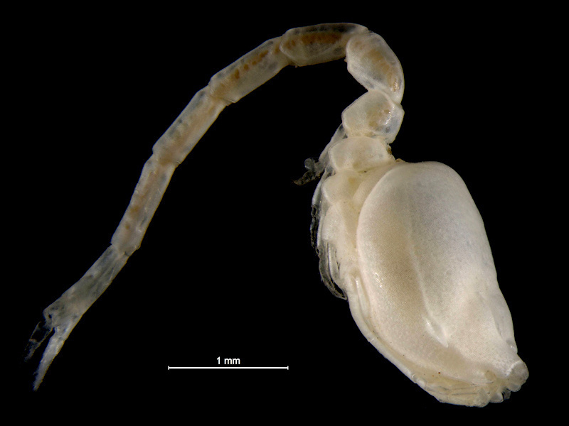 Eocuma dollfusi