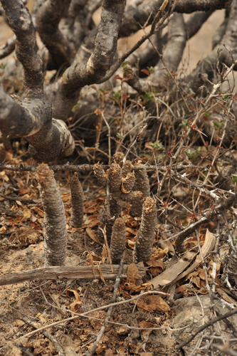 Dorstenia foetida