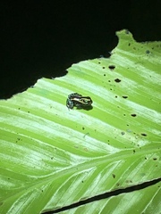 Ranitomeya variabilis