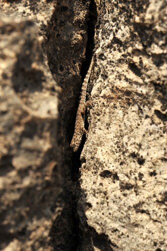 Guweira Semaphore Gecko