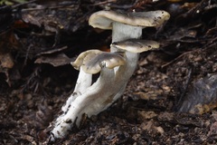 Entoloma subsaundersii