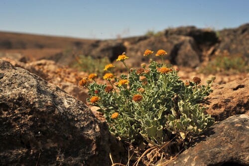 Pulicaria argyrophylla oligophylla
