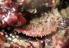 Placiphorella velata