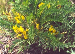 Astragalus wolgensis