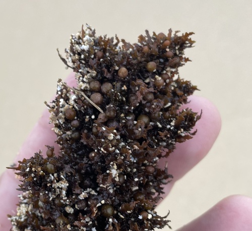 Sargassum polyphyllum observed 2025-12-15