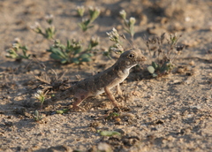 Pristurus carteri