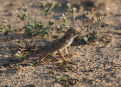 Pristurus carteri