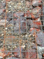 Cyclodomorphus casuarinae