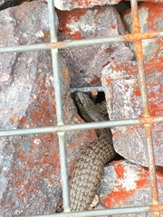 Cyclodomorphus casuarinae