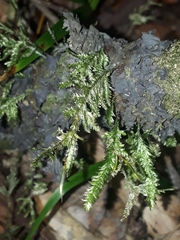 Trachyloma diversinerve