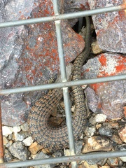 Cyclodomorphus casuarinae