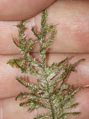 Trachyloma diversinerve