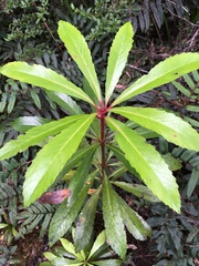 Anopterus glandulosus